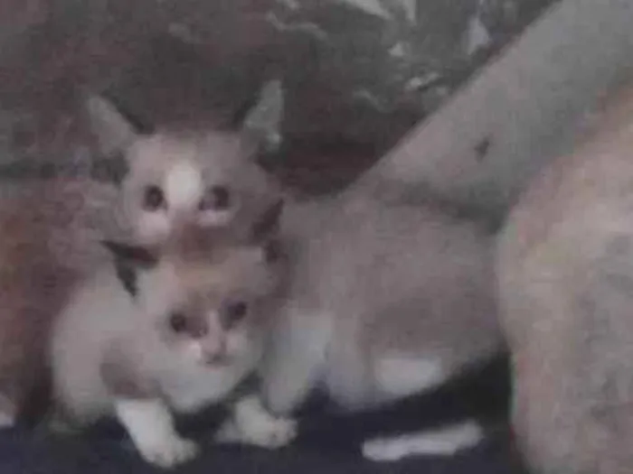 Gato ra a SRD-ViraLata idade Abaixo de 2 meses nome Não tem nomes