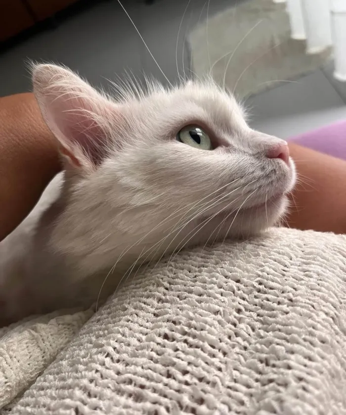 Gato ra a Angorá idade 3 anos nome Tobias 