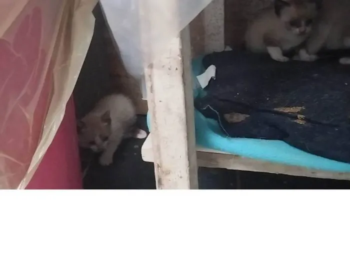 Gato ra a SRD-ViraLata idade Abaixo de 2 meses nome Não tem nomes