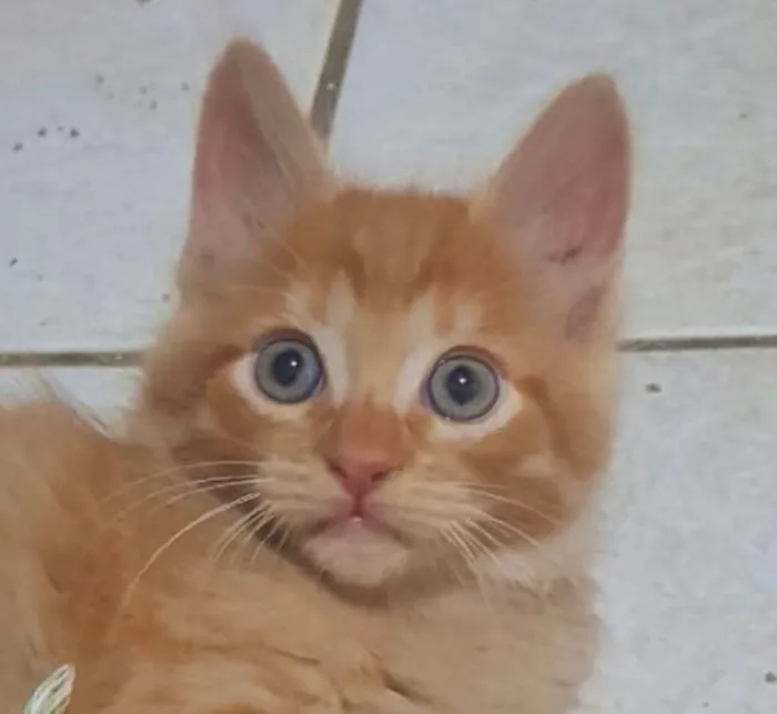 Gato ra a SRD-ViraLata idade 2 a 6 meses nome Teo 