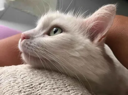 Gato raça Angorá idade 3 anos nome Tobias 