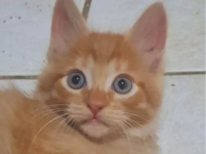 Gato ra a SRD-ViraLata idade 2 a 6 meses nome Teo 