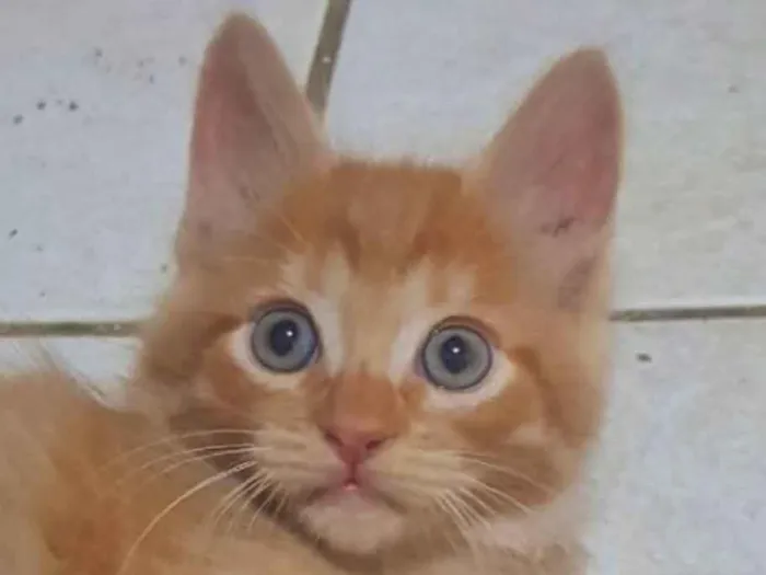 Gato ra a SRD-ViraLata idade 2 a 6 meses nome Teo 