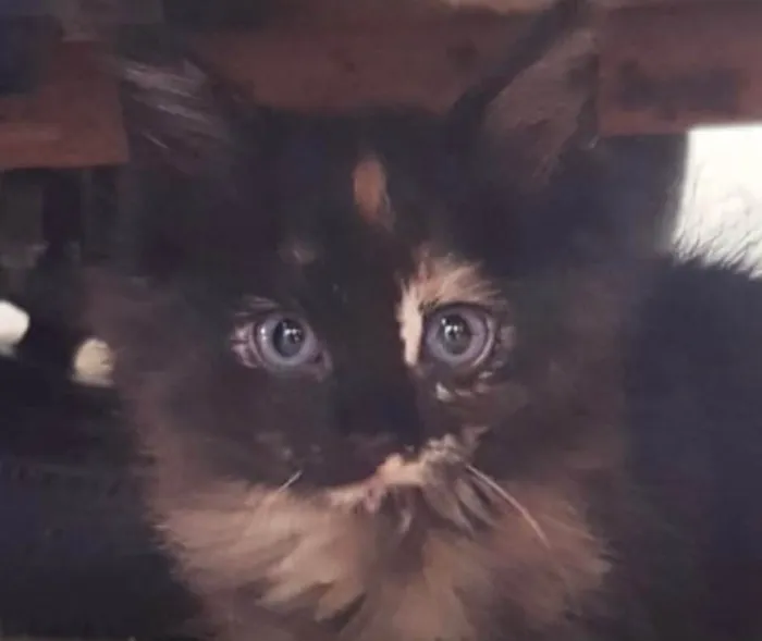 Gato ra a SRD-ViraLata idade 2 a 6 meses nome Julia 