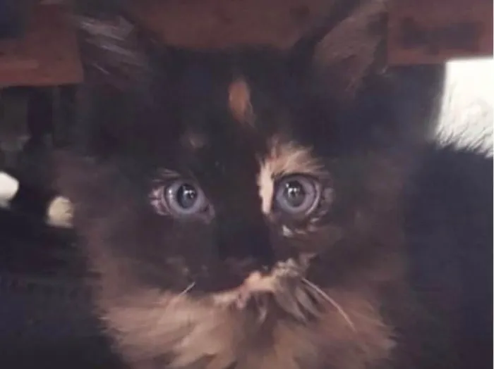 Gato ra a SRD-ViraLata idade 2 a 6 meses nome Julia 