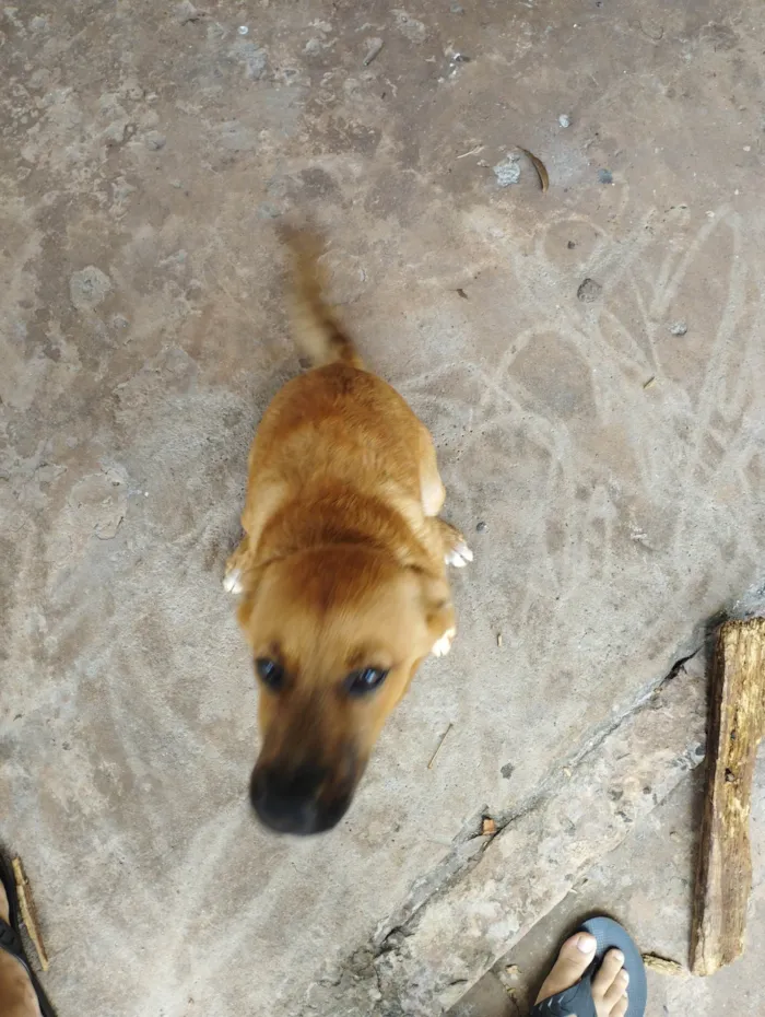 Cachorro ra a SRD-ViraLata idade 2 a 6 meses nome Mili