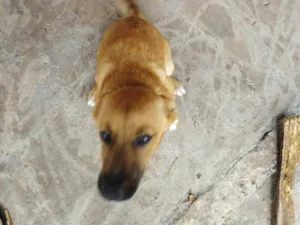 Cachorro raça SRD-ViraLata idade 2 a 6 meses nome Mili