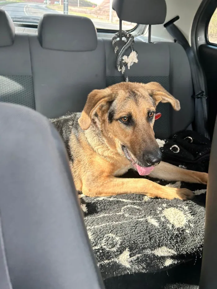 Cachorro ra a Pastor Alemão idade 1 ano nome Duque