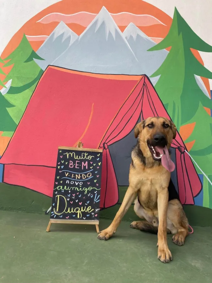 Cachorro ra a Pastor Alemão idade 1 ano nome Duque