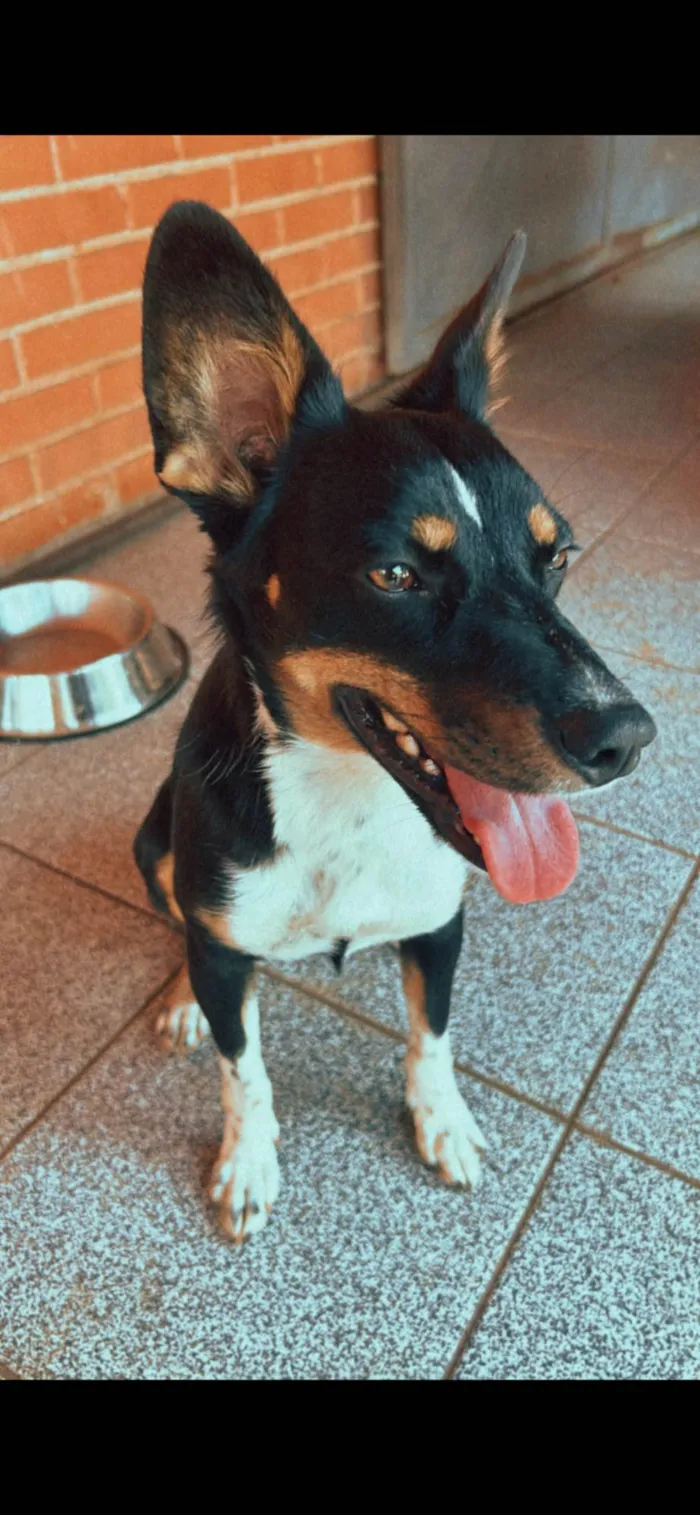 Cachorro ra a SRD-ViraLata idade 3 anos nome Luma
