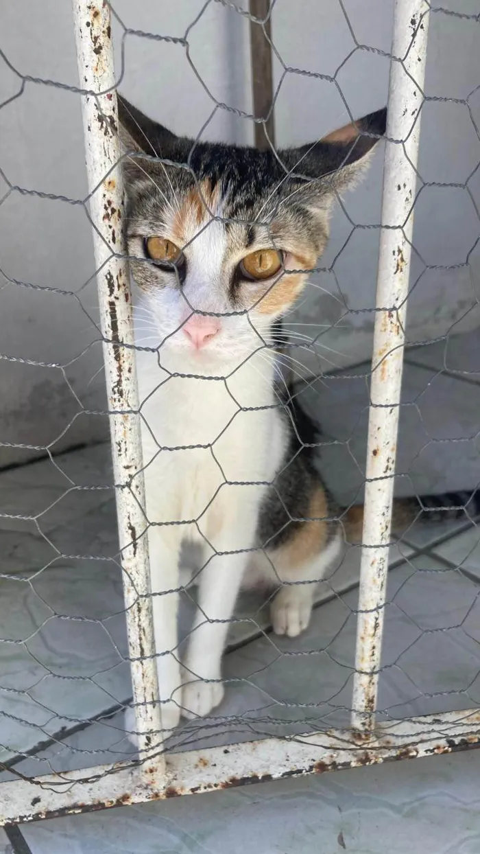 Gato ra a SRD-ViraLata idade 1 ano nome Sasha