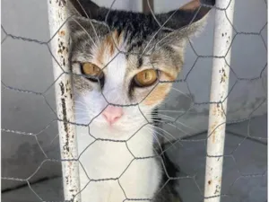 Gato raça SRD-ViraLata idade 1 ano nome Sasha