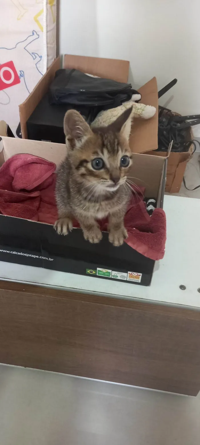 Gato ra a SRD-ViraLata idade Abaixo de 2 meses nome Sem