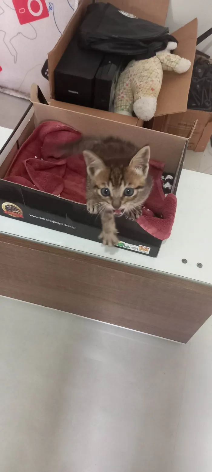 Gato ra a SRD-ViraLata idade Abaixo de 2 meses nome Sem