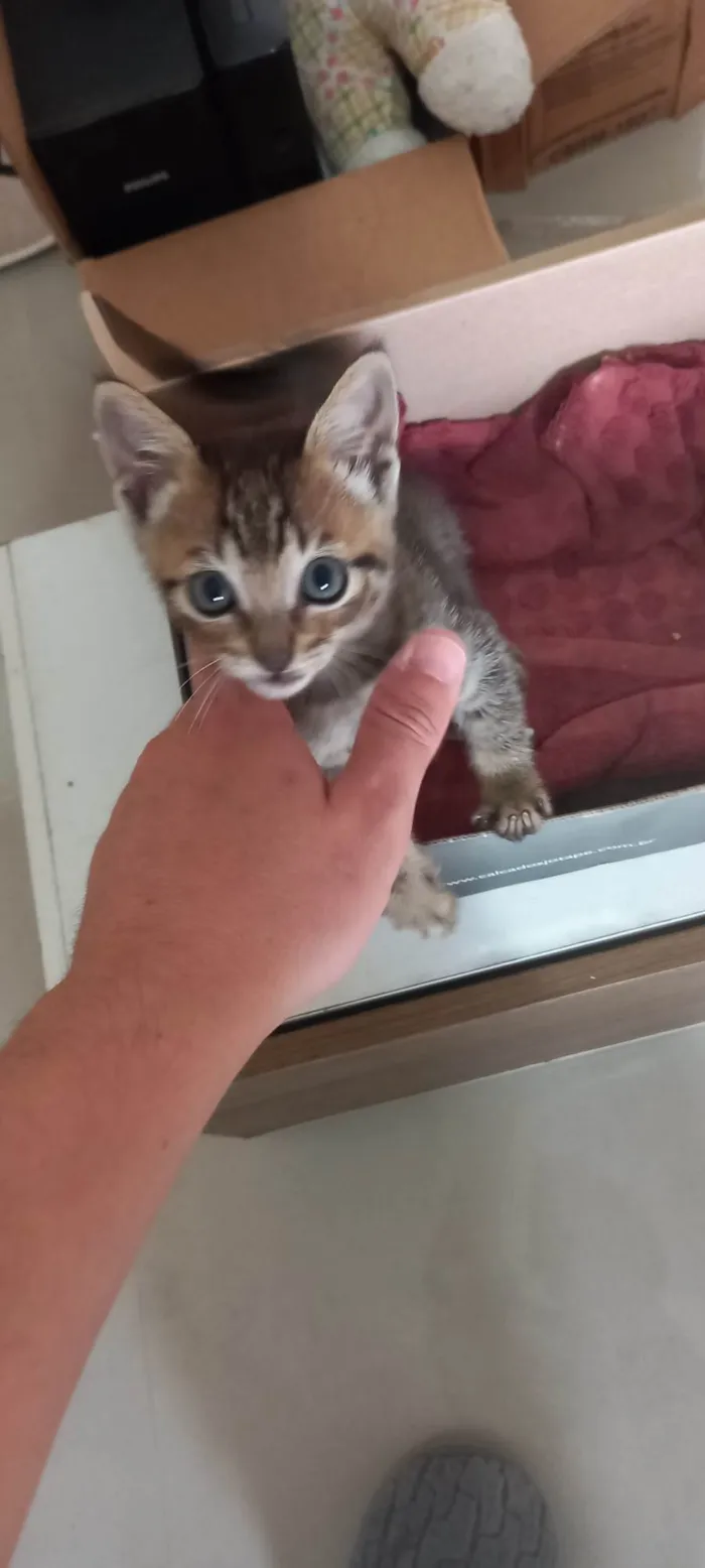 Gato ra a SRD-ViraLata idade Abaixo de 2 meses nome Sem