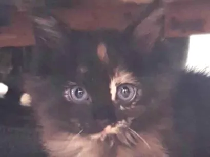 Gato raça SRD-ViraLata idade 2 a 6 meses nome Julia 