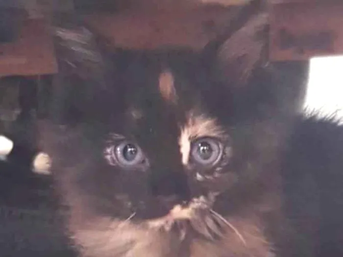 Gato ra a SRD-ViraLata idade 2 a 6 meses nome Julia 