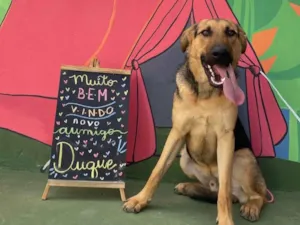 Cachorro raça Pastor Alemão idade 1 ano nome Duque