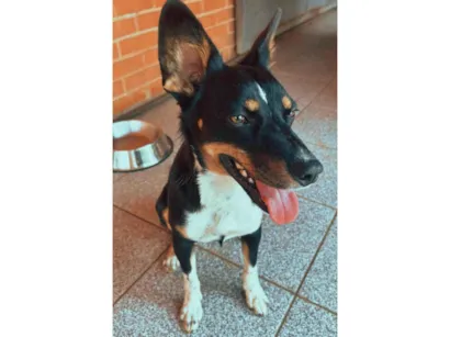 Cachorro raça SRD-ViraLata idade 3 anos nome Luma