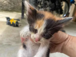 Gato raça SRD-ViraLata idade 2 a 6 meses nome Filhote 1 