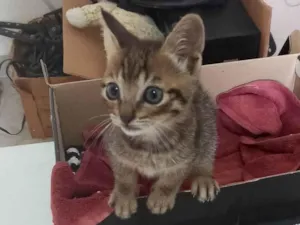Gato raça SRD-ViraLata idade Abaixo de 2 meses nome Sem