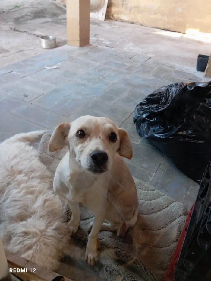 Cachorro ra a SRD-ViraLata idade 1 ano nome Melissa