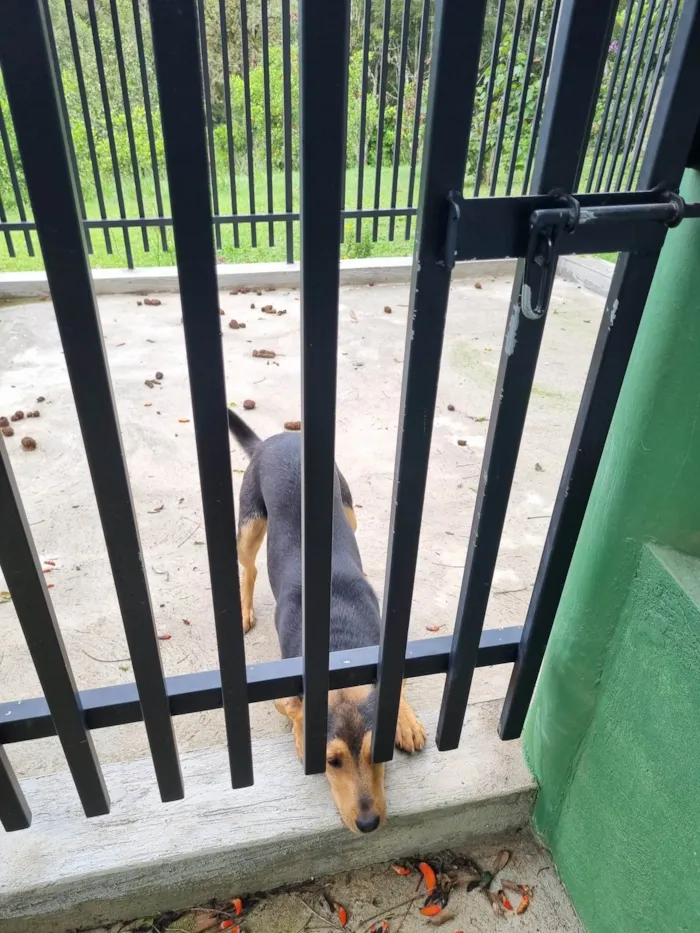 Cachorro ra a SRD-ViraLata idade 7 a 11 meses nome Toby