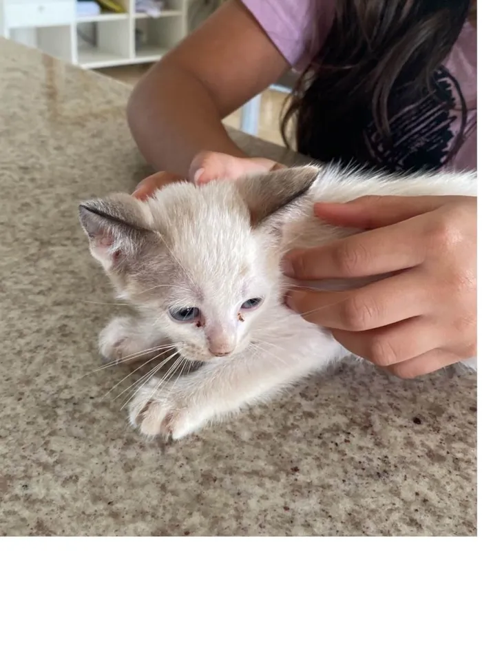 Gato ra a SRD-ViraLata idade 2 a 6 meses nome Ted