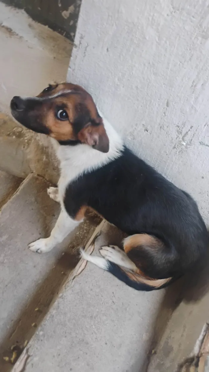 Cachorro ra a SRD-ViraLata idade 2 a 6 meses nome Pandora 