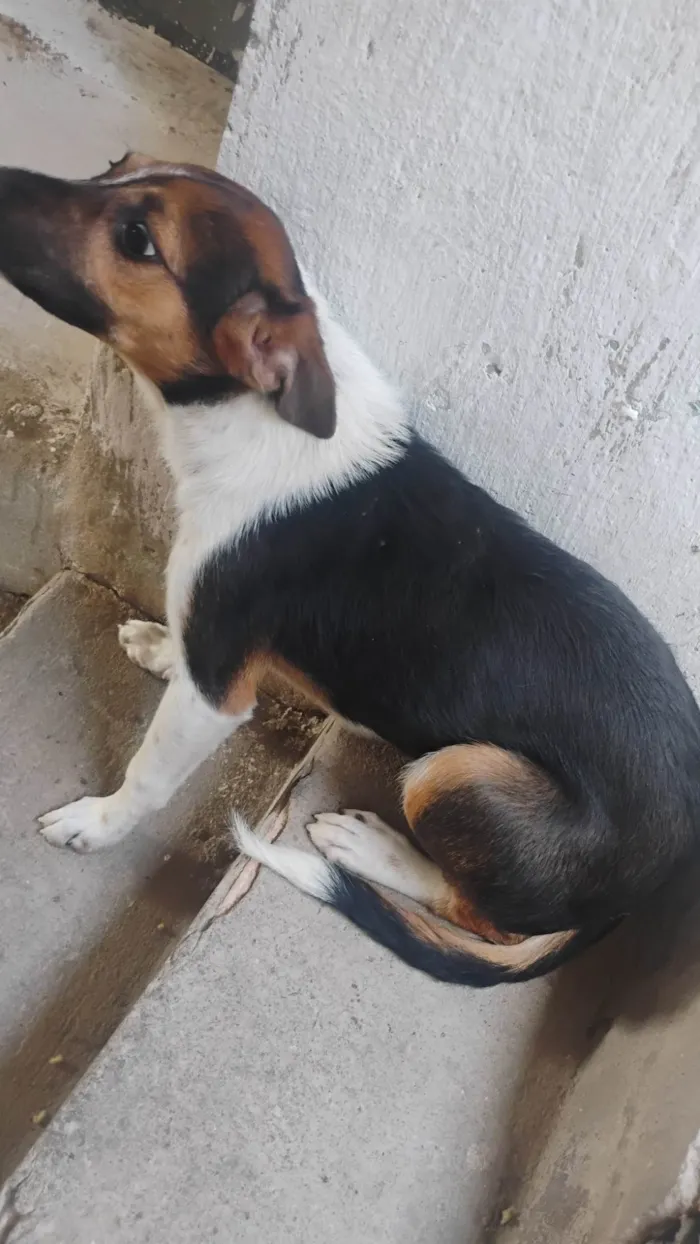 Cachorro ra a SRD-ViraLata idade 2 a 6 meses nome Pandora 