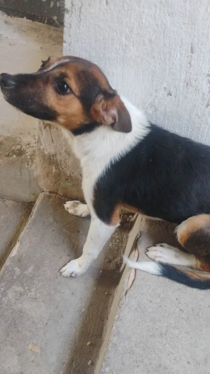 Cachorro ra a SRD-ViraLata idade 2 a 6 meses nome Pandora 