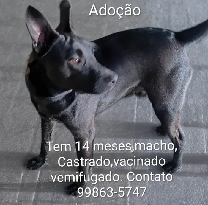 Cachorro ra a SRD-ViraLata idade 1 ano nome Hulk 