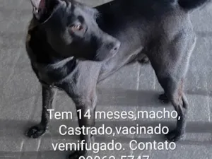 Cachorro raça SRD-ViraLata idade 1 ano nome Hulk 