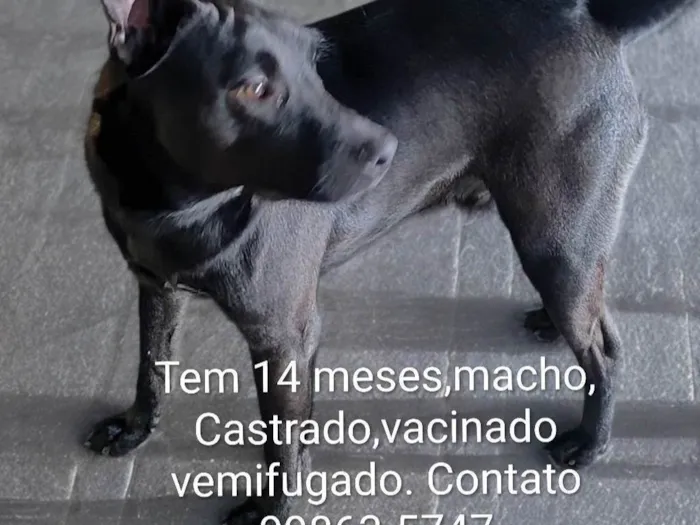 Cachorro ra a SRD-ViraLata idade 1 ano nome Hulk 