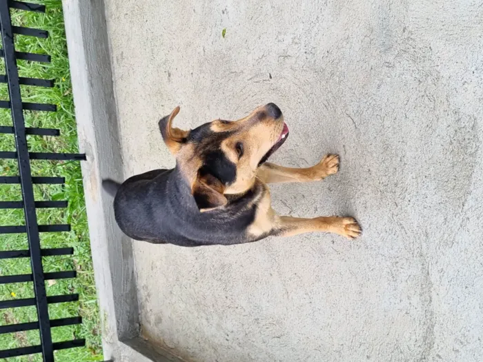 Cachorro ra a SRD-ViraLata idade 7 a 11 meses nome Toby