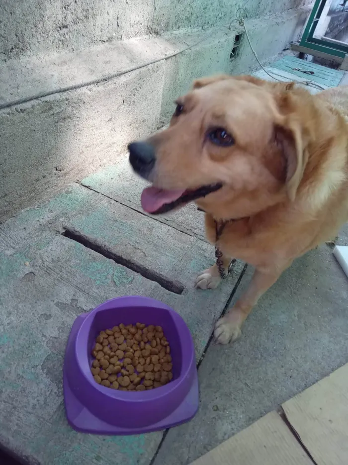 Cachorro ra a SRD-ViraLata idade 6 ou mais anos nome Mel
