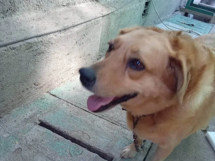 Cachorro ra a SRD-ViraLata idade 6 ou mais anos nome Mel