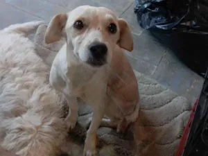 Cachorro raça SRD-ViraLata idade 1 ano nome Melissa