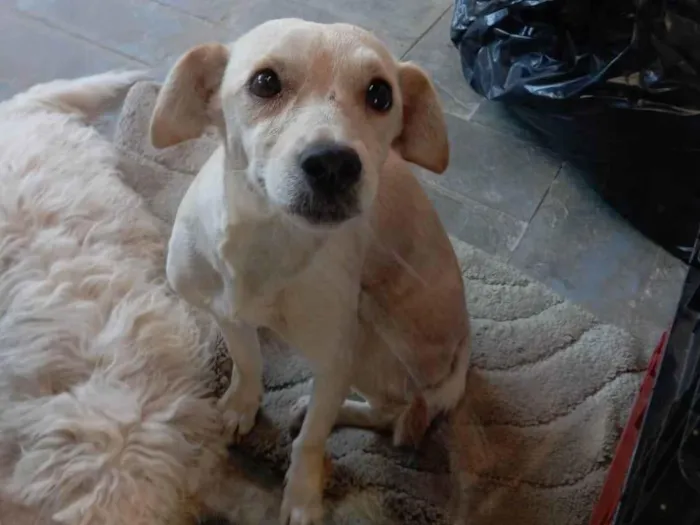 Cachorro ra a SRD-ViraLata idade 1 ano nome Melissa