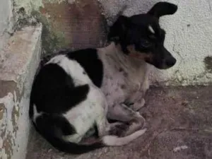 Cachorro raça SRD-ViraLata idade 2 a 6 meses nome Não tem nome