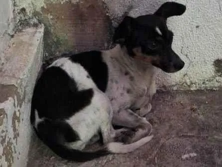 Cachorro ra a SRD-ViraLata idade 2 a 6 meses nome Não tem nome