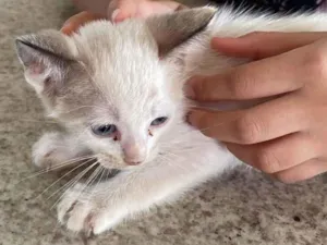 Gato raça SRD-ViraLata idade 2 a 6 meses nome Ted
