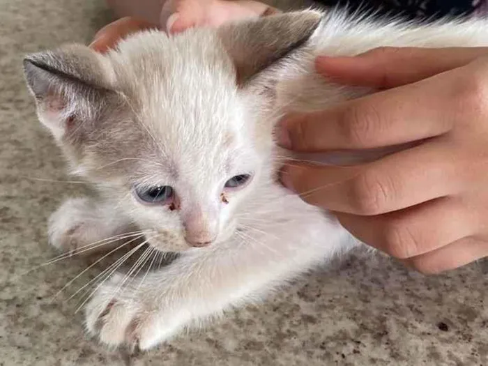 Gato ra a SRD-ViraLata idade 2 a 6 meses nome Ted