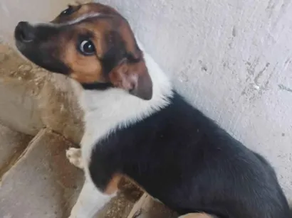Cachorro raça SRD-ViraLata idade 2 a 6 meses nome Pandora 