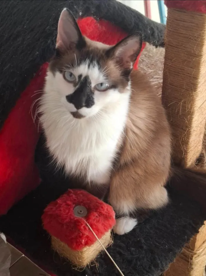 Gato ra a Siamês idade 1 ano nome Princesa