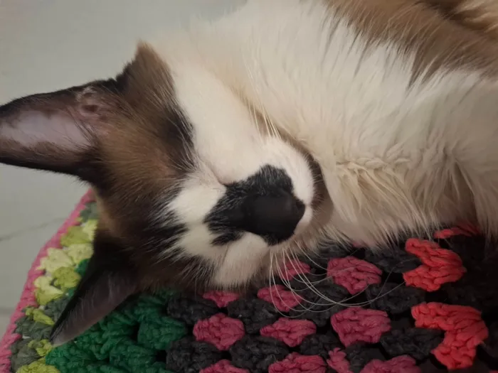 Gato ra a Siamês idade 1 ano nome Princesa