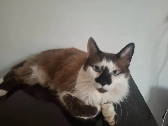 Gato ra a Siamês idade 1 ano nome Princesa