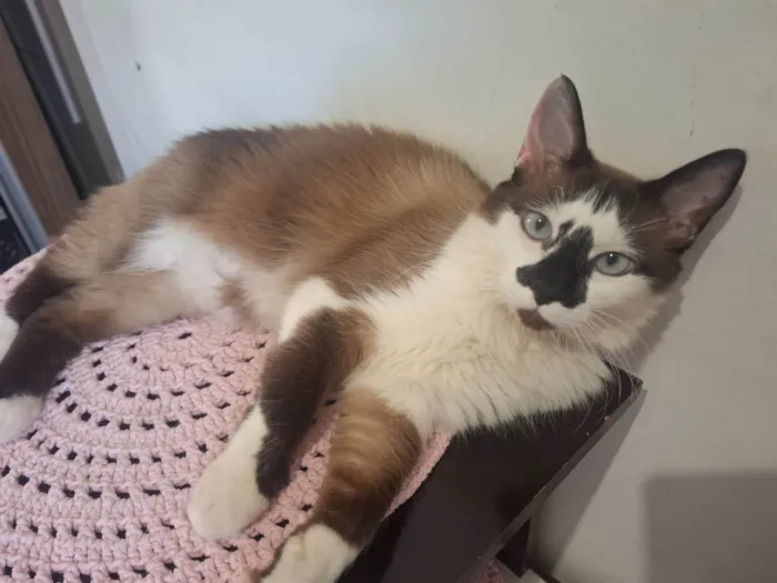 Gato ra a Siamês idade 1 ano nome Princesa