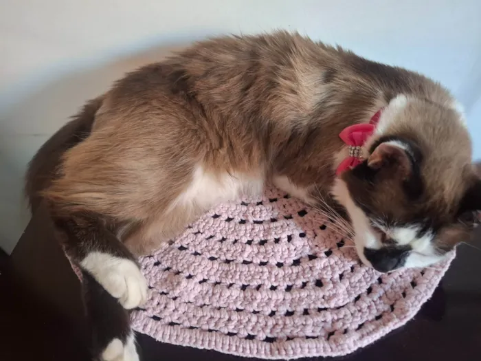 Gato ra a Siamês idade 1 ano nome Princesa