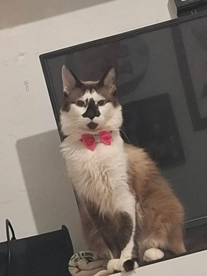 Gato ra a Siamês idade 1 ano nome Princesa